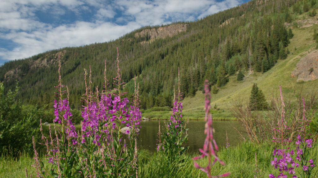 Purple wildflowers on a green mountain